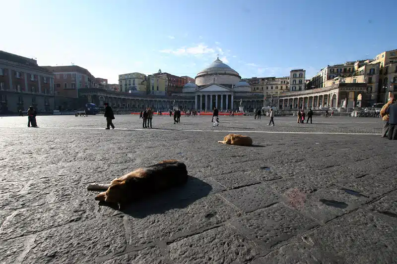 giornata mondiale del cane a napoli