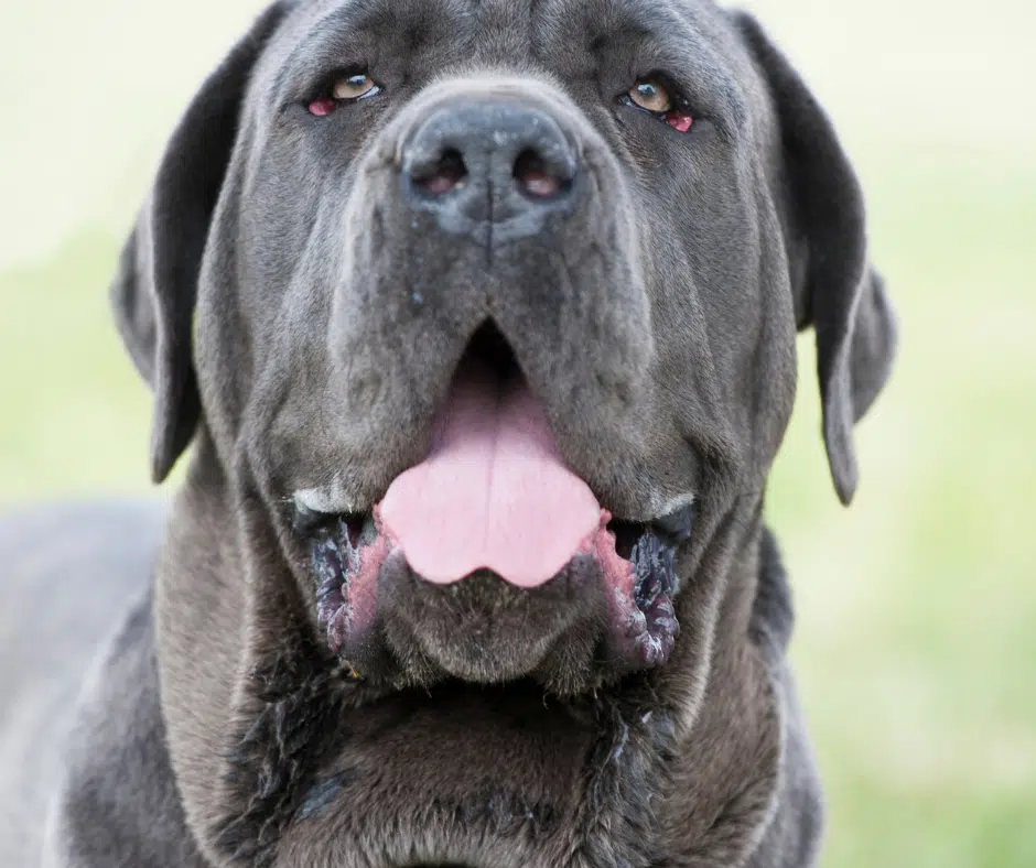 mastino napoletano storia carattere aspetto peso allevamenti